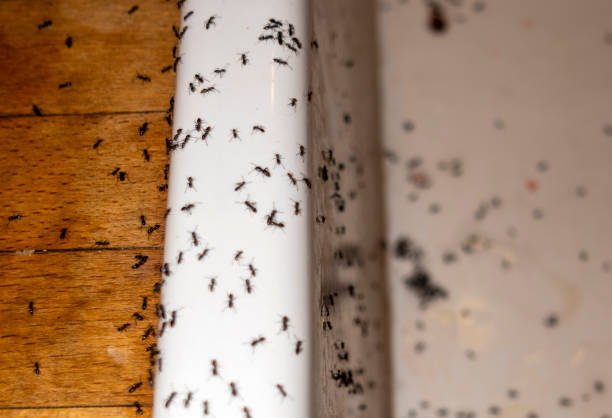 Best Commercial Pest Control Services  in Lake City, GA